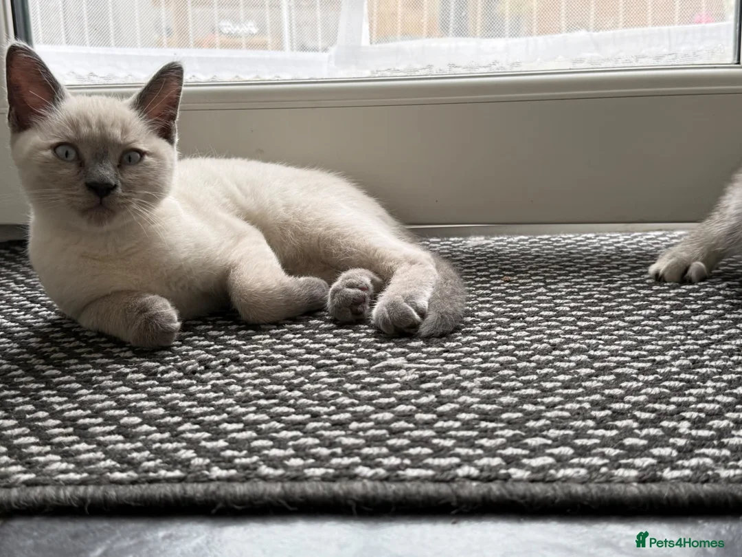 Siamese cats for sale: Male Siamese Cross Maine coon?  - Advert 3