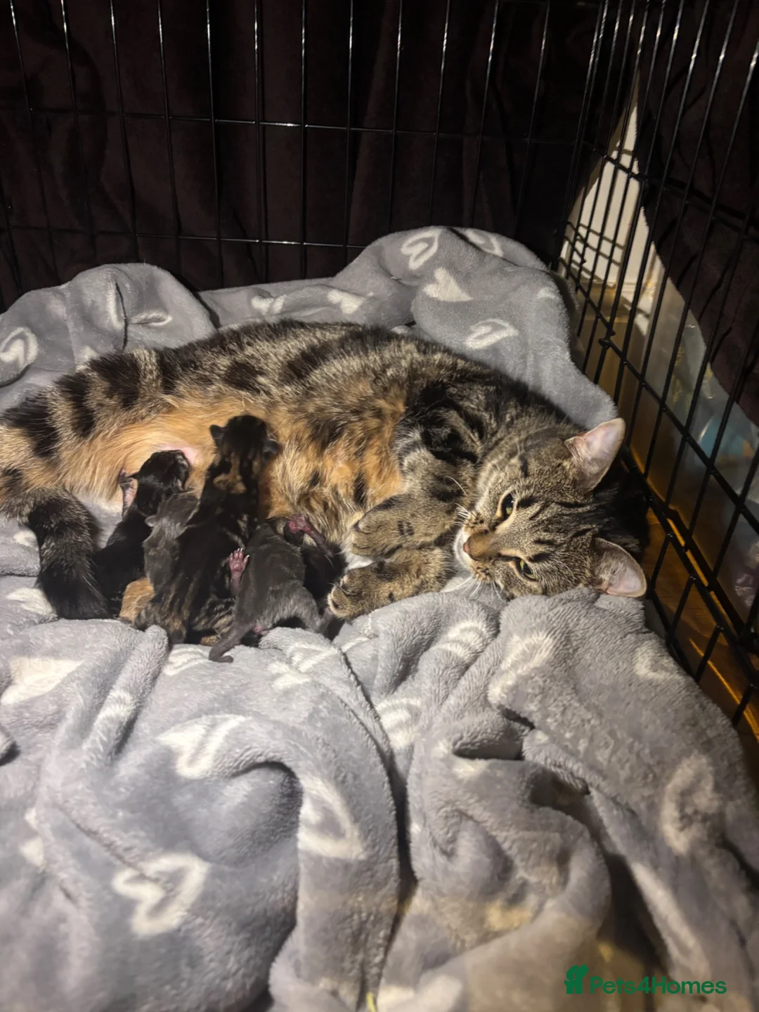 Mixed Breed cats for sale:      5 Beautiful Tabby Kittens Looking For Homes in Morden - Advert 1