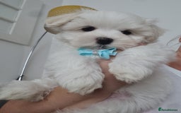 Maltese dogs for sale: One Maltese boy  100% pure breed   - Image 2