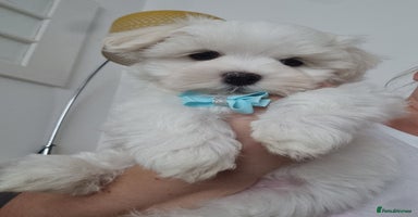 Maltese dogs - Advert 6