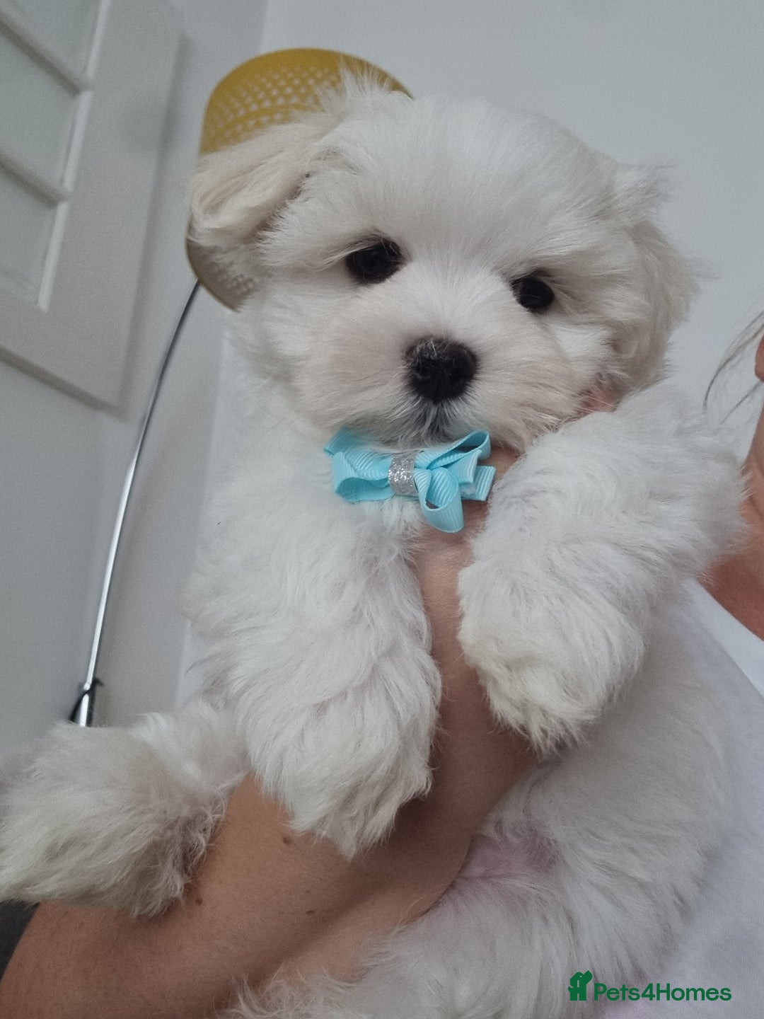 Maltese dogs for sale: One Maltese boy  100% pure breed   - Image 2
