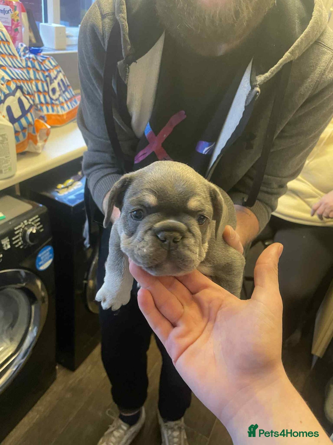 French Bulldog dogs for sale: Puppy French bulldogs - Image 4