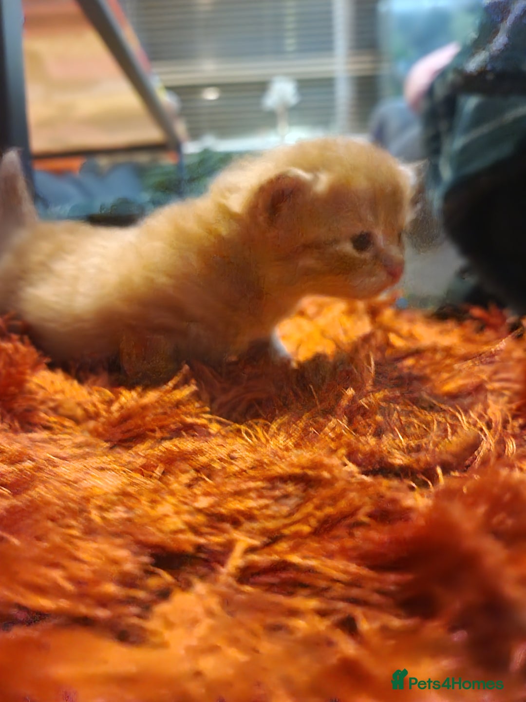 British Longhair cats for sale: 4 Adorable kittens for sale  - Advert 16