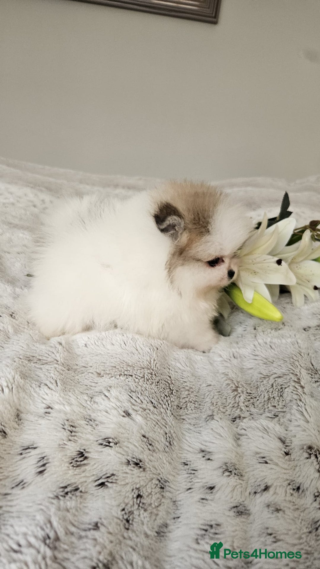 Pomeranian dogs for sale: Little beautiful pomeranians Tamworth  - Advert 19