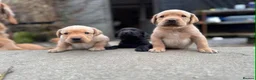 Labrador Retriever dogs for sale: Labrador Retriever - Advert 10