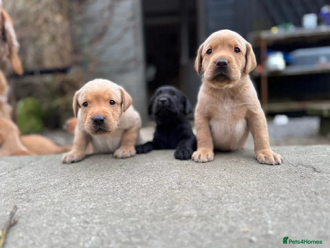 Labrador Retriever dogs for sale: Labrador Retriever - Advert 10