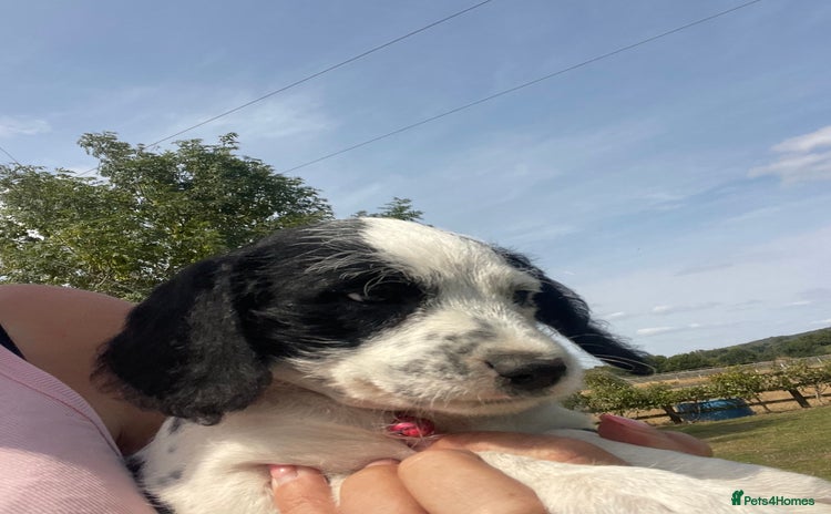Mixed Breed dogs - Advert 4