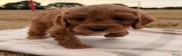 Cavapoo dogs for sale: Cavapoos, 🐶 ready 31st in Dereham - Advert 4