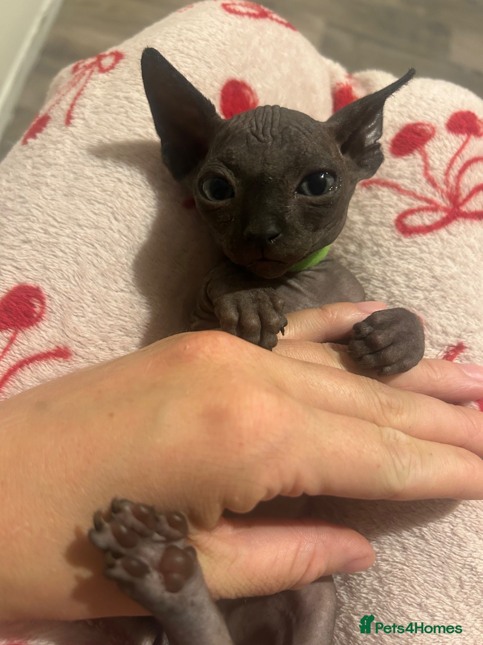 Sphynx cats Pure grey Canadian sphyn **  - Advert 10