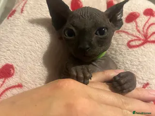 Sphynx cats Pure grey Canadian sphyn ** - Advert 10