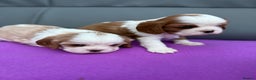 Cavalier King Charles Spaniel dogs for sale: Adorable Cavalier King Charles Spaniel  - Advert 26