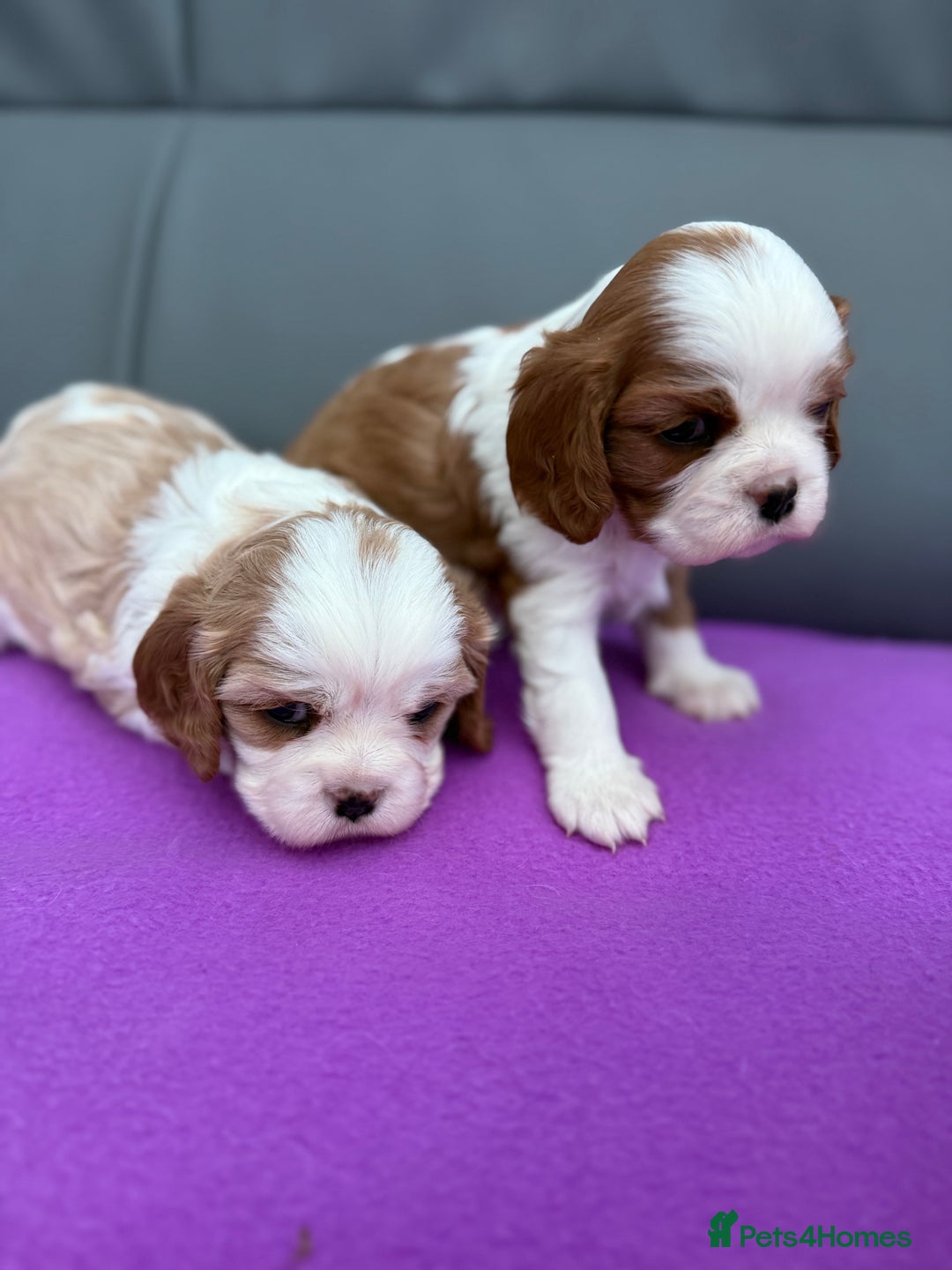 Cavalier King Charles Spaniel dogs for sale: Adorable Cavalier King Charles Spaniel  - Advert 26