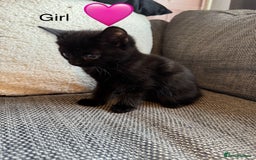 Mixed Breed cats for sale: Kittens ready for new home now  - Image 4