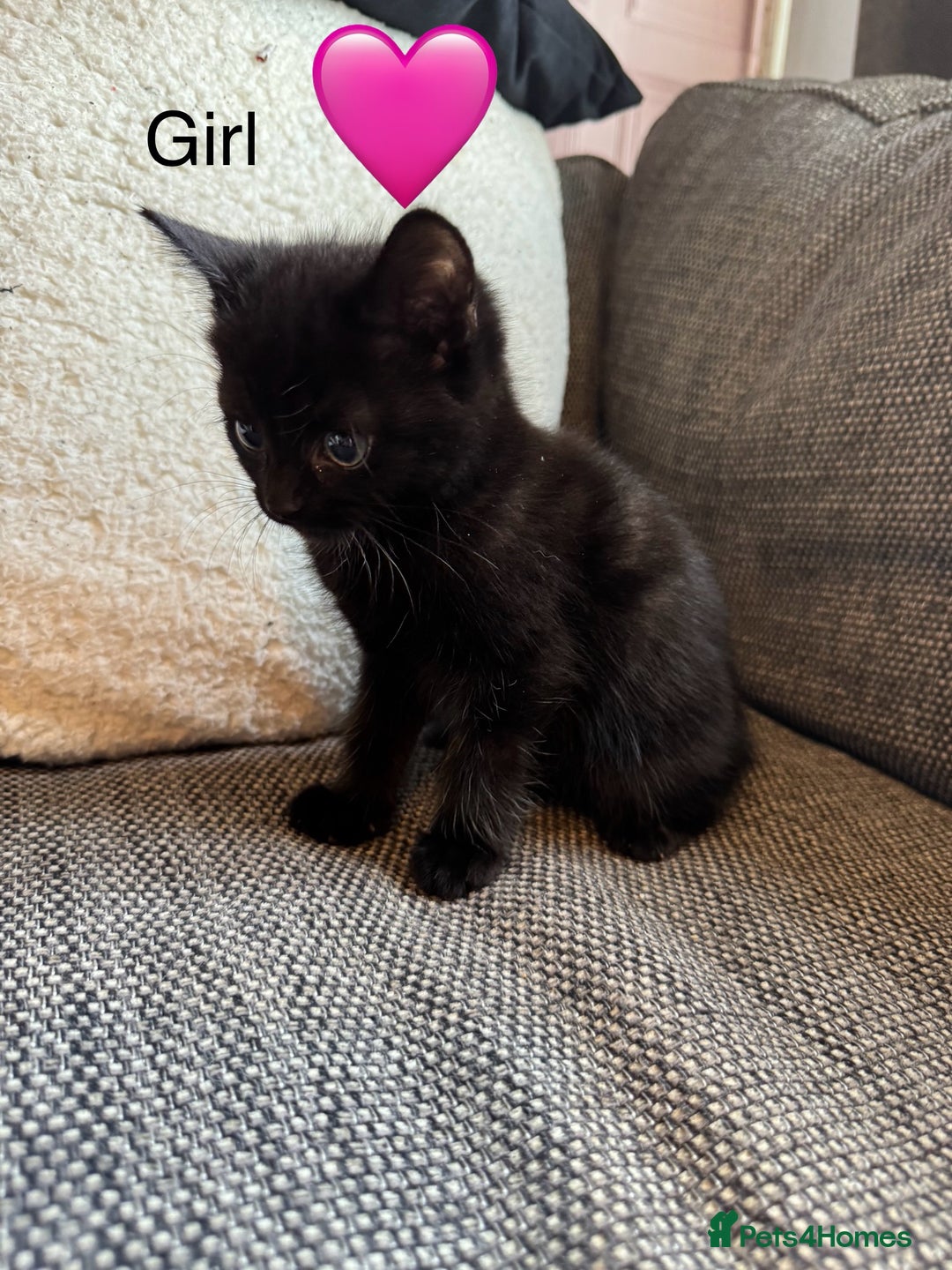 Mixed Breed cats for sale: Kittens ready for new home now  - Image 4