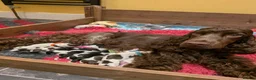 Cocker Spaniel dogs for sale: KC Show Cocker Spaniel Pups Health Tested Parents - Advert 32