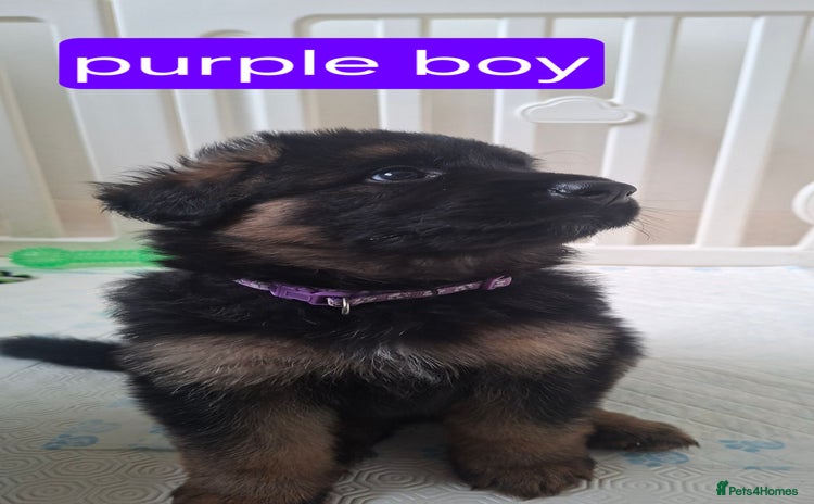 German Shepherd dogs - Advert 2