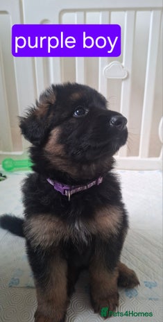 German Shepherd dogs - Advert 2