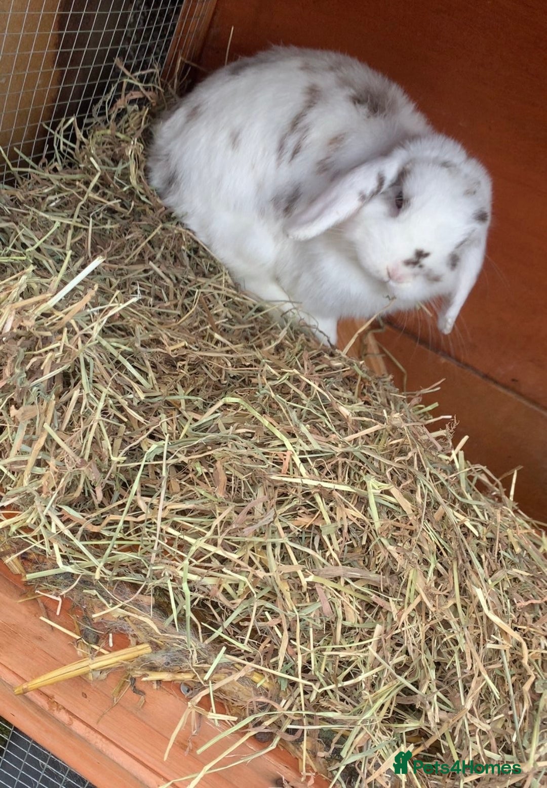 Mini Lop rabbits for sale: Beautiful mini lop bunnies  - Advert 1