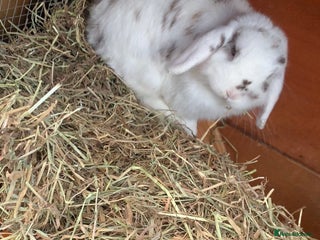 Mini Lop rabbits Beautiful mini lop bunnies - Advert 1