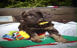Cockapoo dogs for sale: 🤎🧡F1 Extensively Health Tested Cockapoos🧡🤎 - Image 23