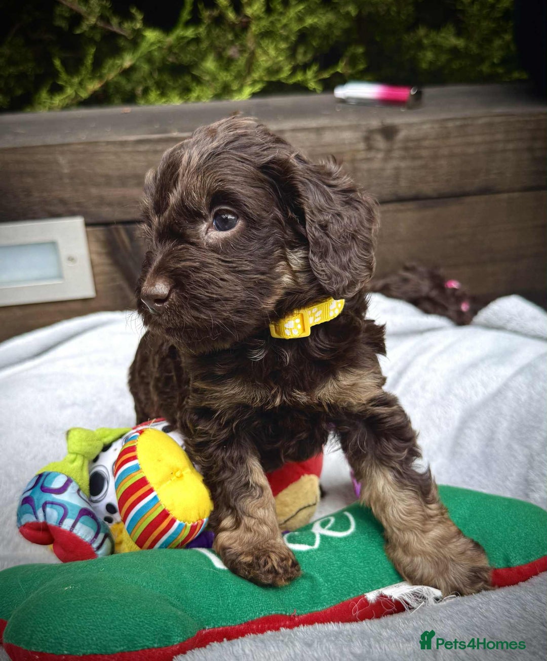 Cockapoo dogs for sale: 🤎🧡F1 Extensively Health Tested Cockapoos🧡🤎 - Image 23