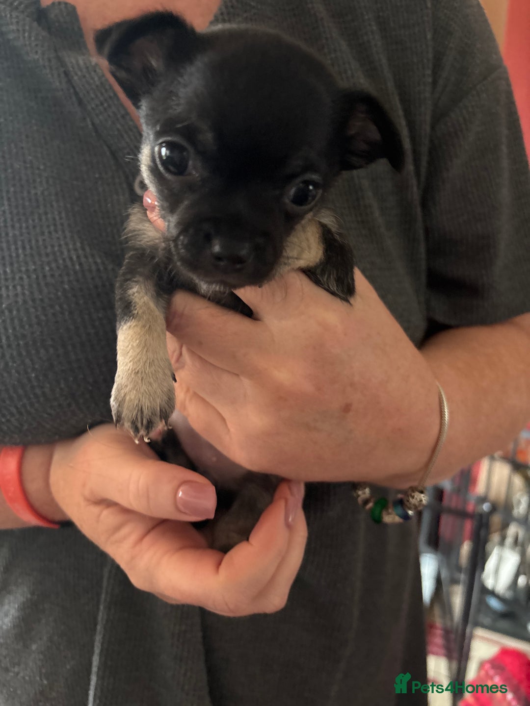 Chihuahua dogs for sale: Beautiful Chihuahua puppies ❤️🐾 - Image 7