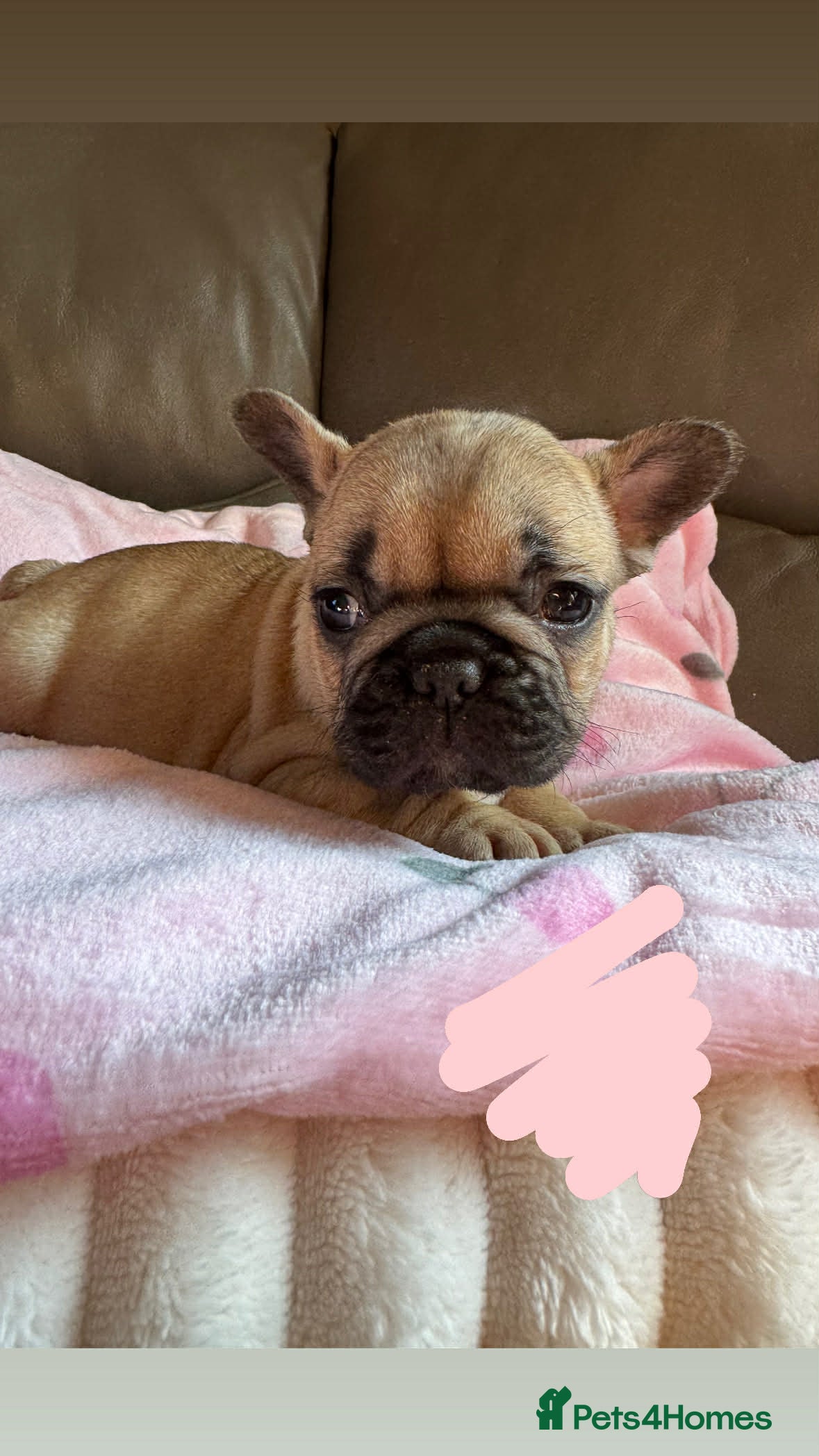 French Bulldog dogs 7 BEAUTIFUL frenchie puppies from KC parents - Advert 5