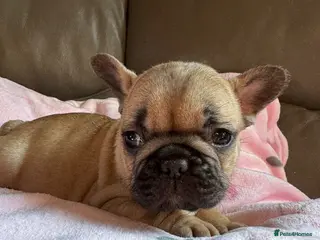 French Bulldog dogs 7 BEAUTIFUL frenchie puppies from KC parents - Advert 5