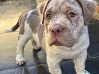 Olde English Bulldogge dogs ⭐️ REDUCED ⭐️ READY NOW ⭐️ - Advert 2