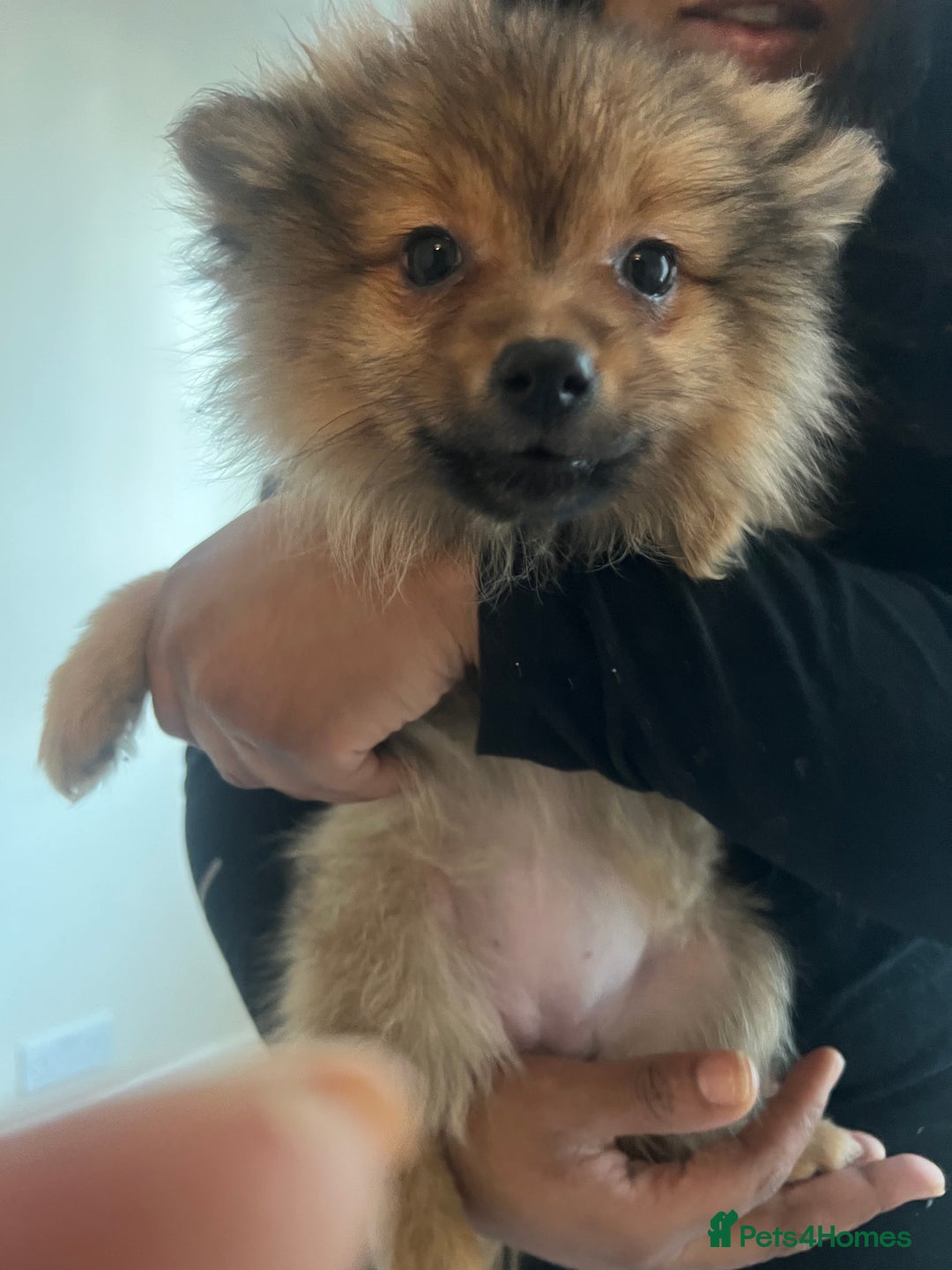 Mixed Breed dogs for sale: The cutest Pups: German & Japanese Pomeranian - Advert 17