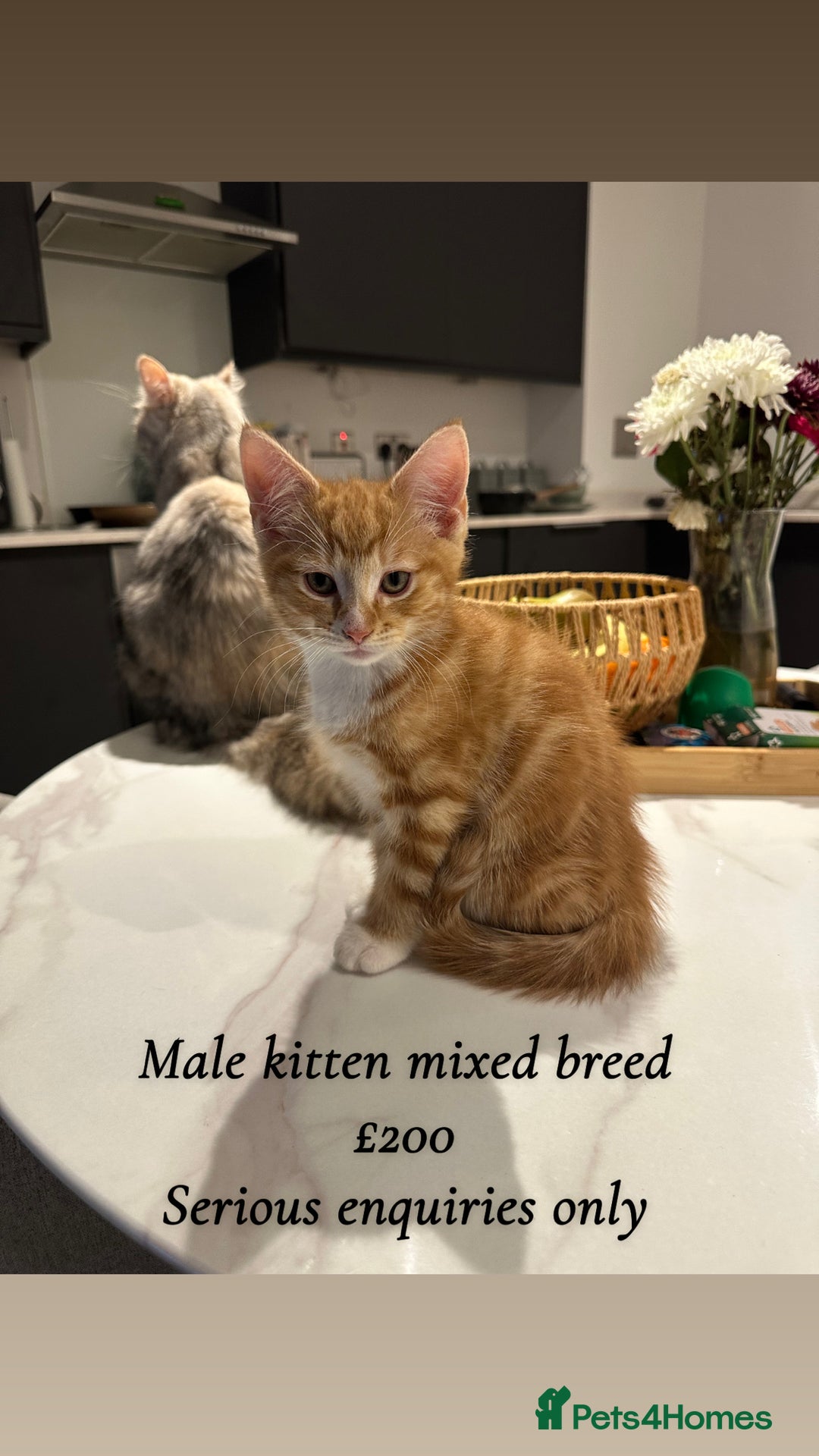 Mixed Breed cats for sale: Kittens available today! - Advert 7