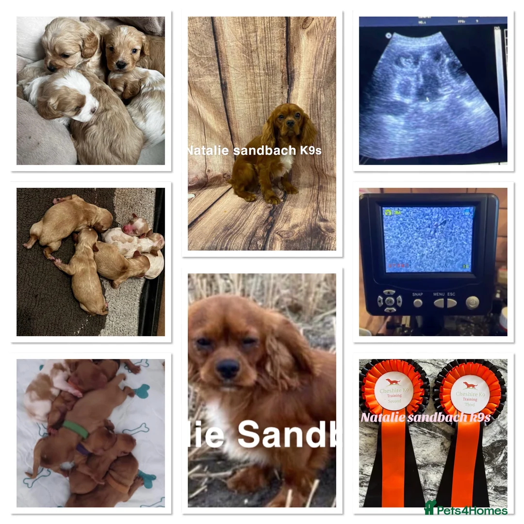 Cavalier King Charles Spaniel dogs for stud: kc Cavalier, King, Charles stud 🐶 in Sandbach - Advert 12