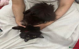British Longhair cats for sale: British long hair + Turkish Angora - Image 14