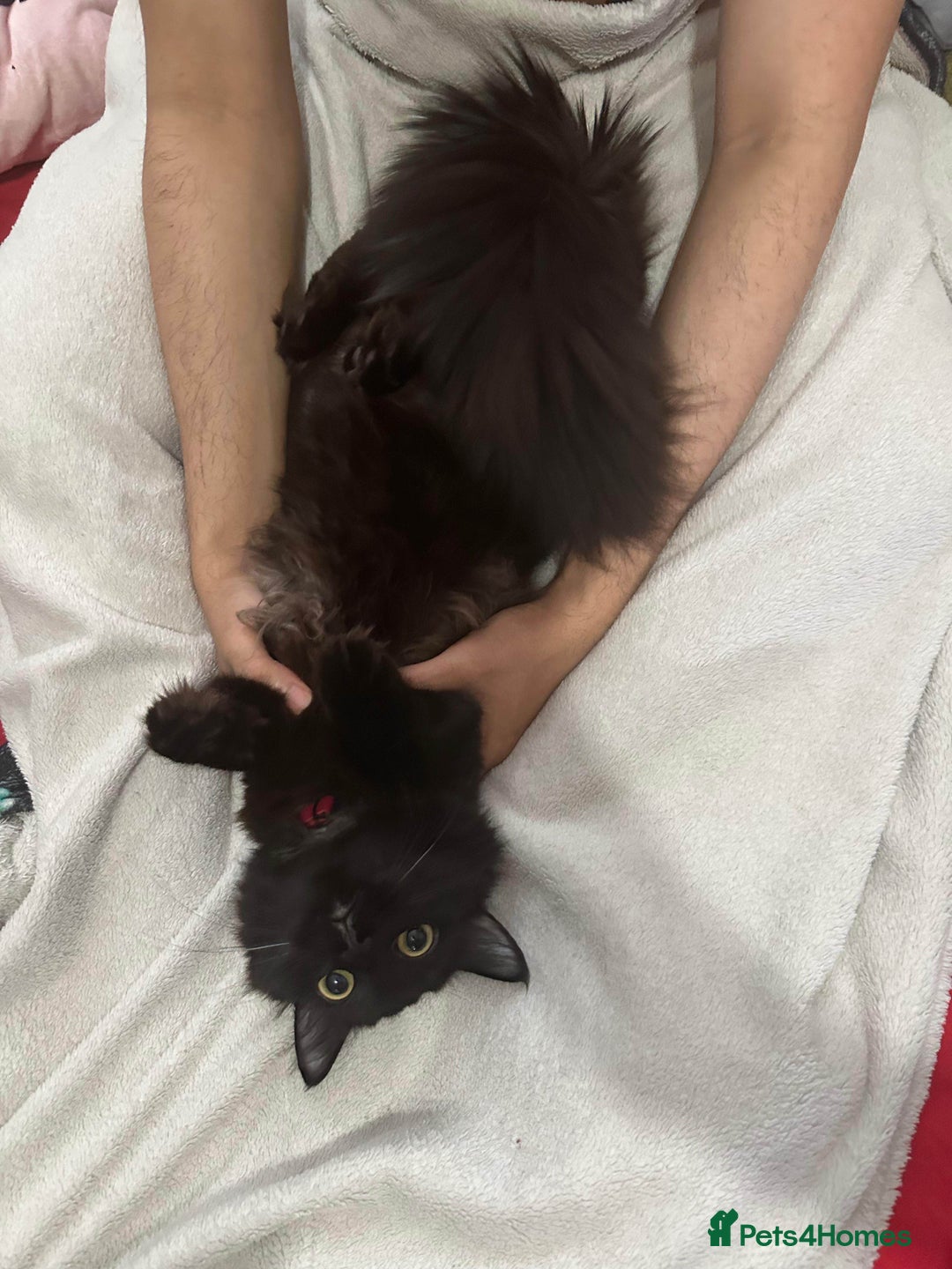 British Longhair cats for sale: British long hair + Turkish Angora - Image 14
