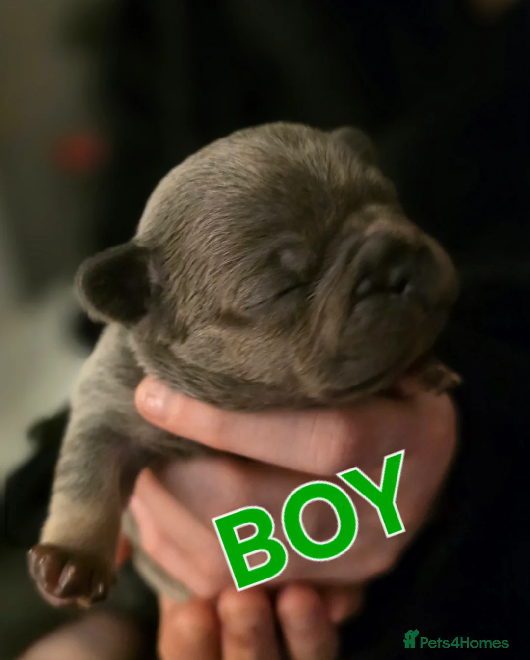 French Bulldog dogs for sale: Stunning French bulldog pupies  - Advert 4