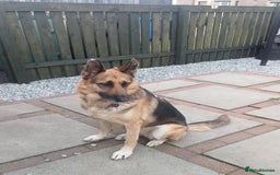 Mixed Breed dogs for adoption: Jessica stunning German Shepherd  - Image 2