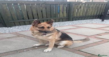 Mixed Breed dogs - Advert 15