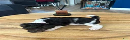 Fox Terrier dogs for sale: Beautiful wire fox terrier  - Advert 7