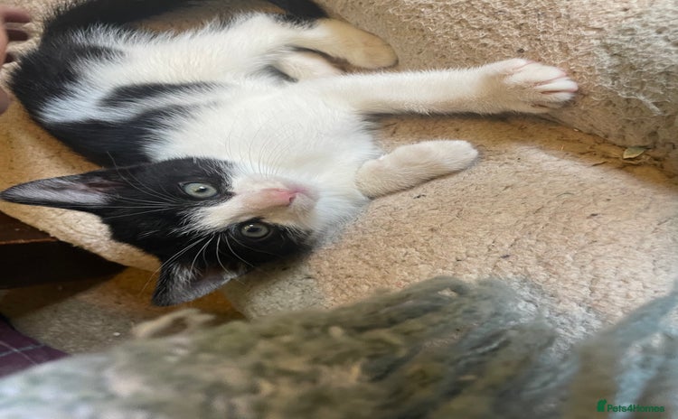Mixed Breed cats - Advert 3