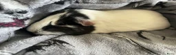 Guinea Pig rodents for sale: 4 year old female guinea pig - Advert 4