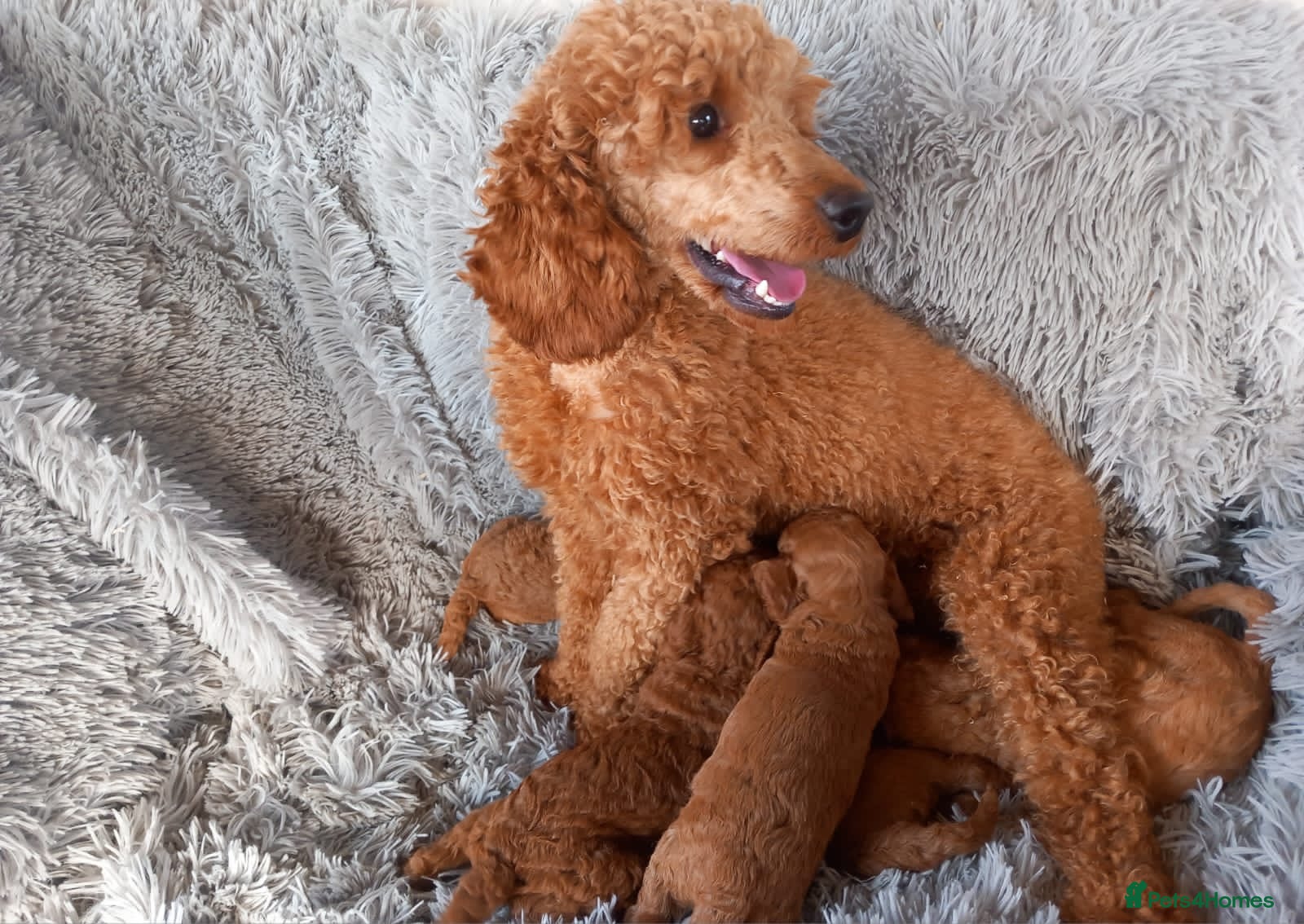 Miniature Poodle dogs Beautiful kc registered miniature poodles - Advert 16