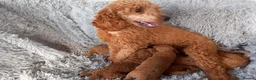 Miniature Poodle dogs for sale: Beautiful kc registered miniature poodles - Advert 1