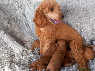 Miniature Poodle dogs Beautiful kc registered miniature poodles - Advert 2