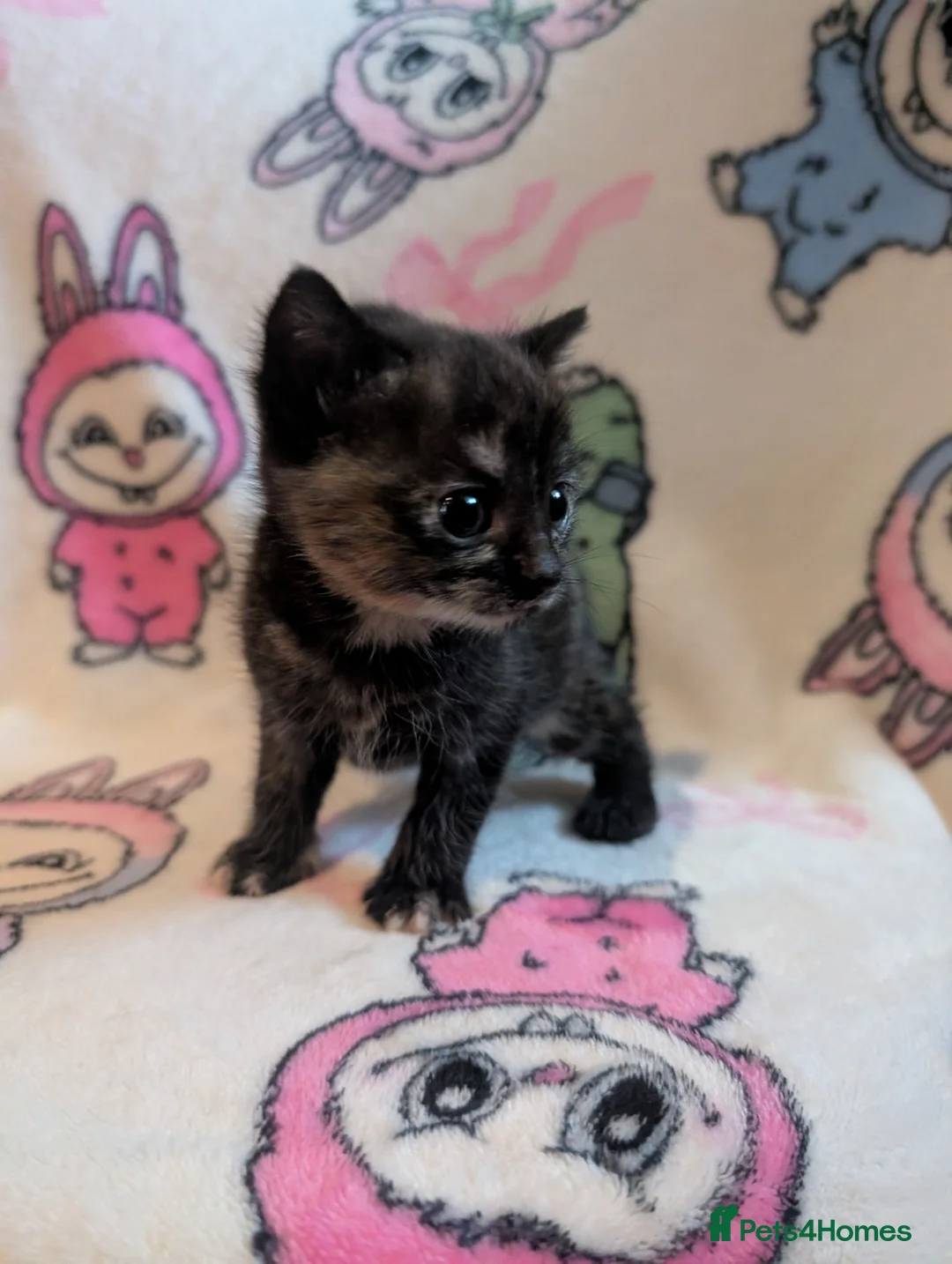 Persian cats for sale: Gorgeous kittens  - Advert 2