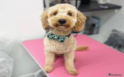 Miniature Poodle dogs for stud: KC Registered Apricot Miniature Poodle in Dronfield - Image 7