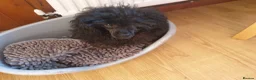 Toy Poodle dogs for sale: Gorgeous KC Toy Poodle Puppy Girl For Sale - Advert 12