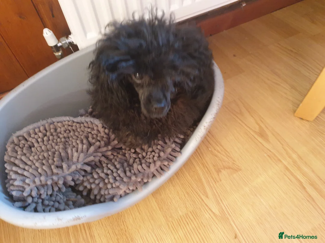 Toy Poodle dogs for sale: Gorgeous KC Toy Poodle Puppy Girl For Sale - Advert 12