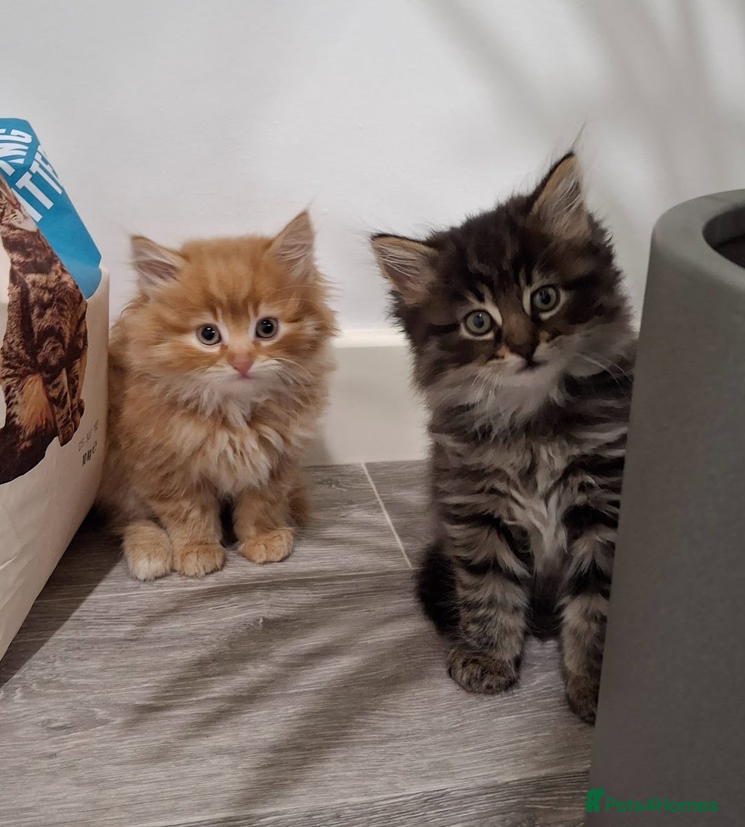 Maine Coon cats for sale: Absolutely Stunning Part Maine Coon Kittens - Advert 5