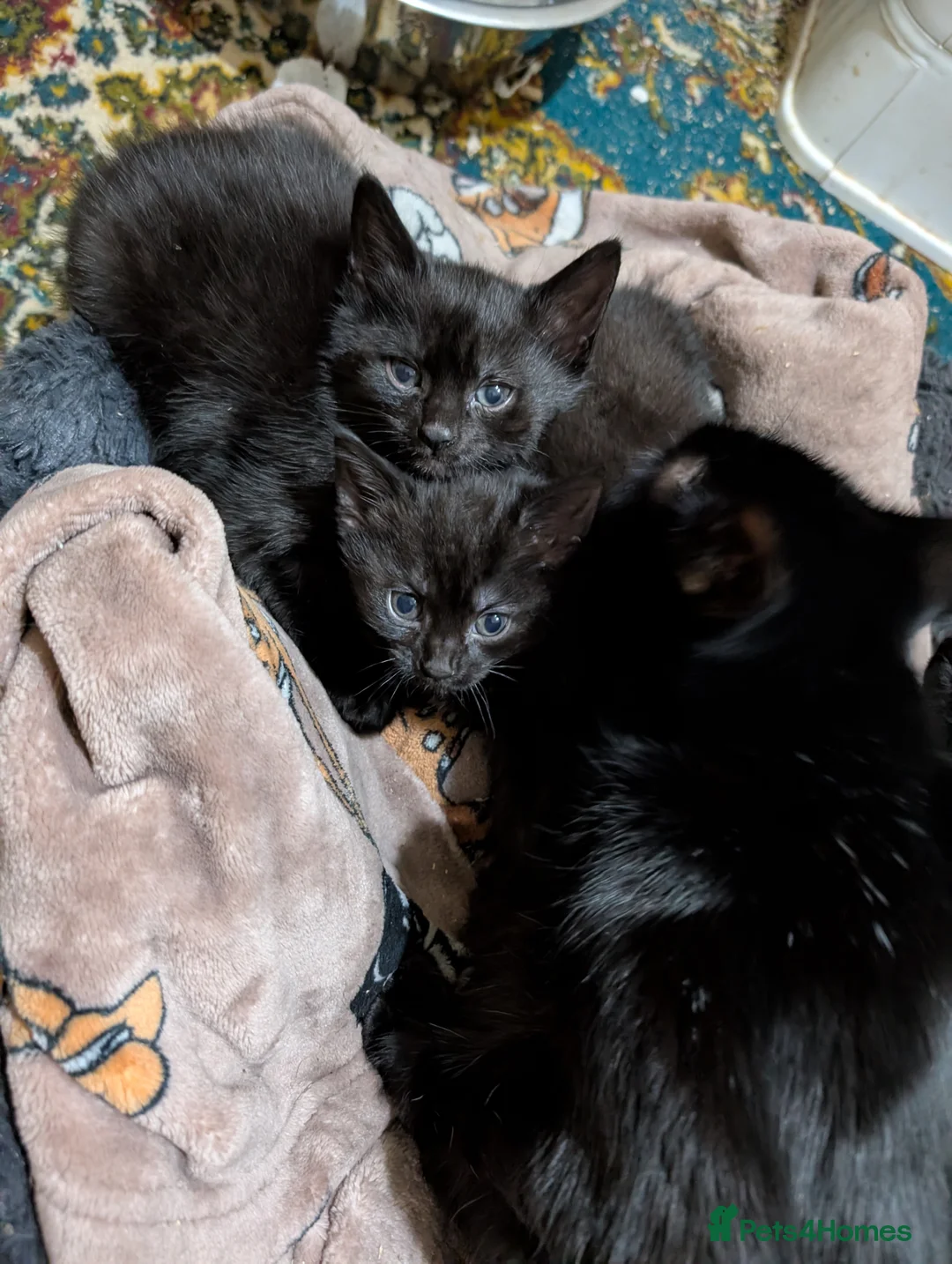 Mixed Breed cats for sale: Two black kittens - Advert 2