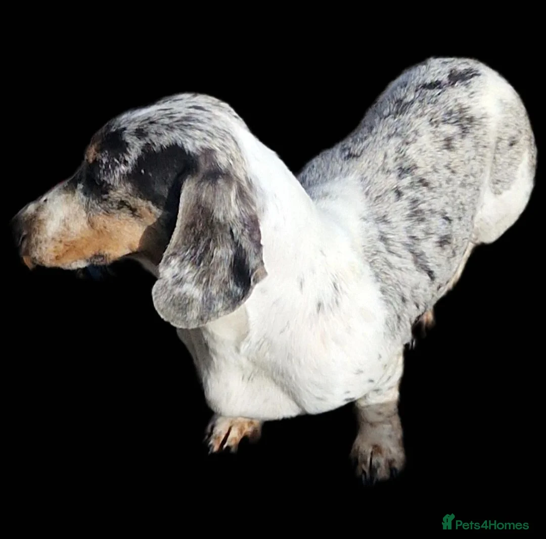 Miniature Dachshund dogs for sale:  PRA CLEAR MINIATURE DACHSHUND PUPPIES - Advert 14